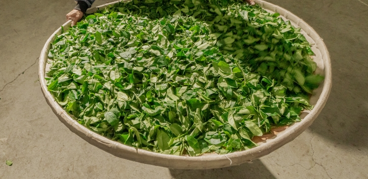 興樂製茶 情境圖片